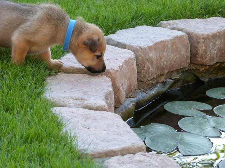 chinook dog